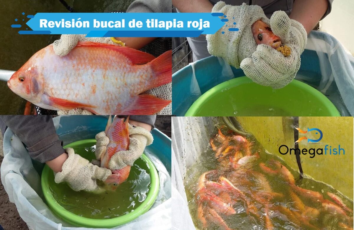 Reproduccion De Tilapia Roja Omega Fish